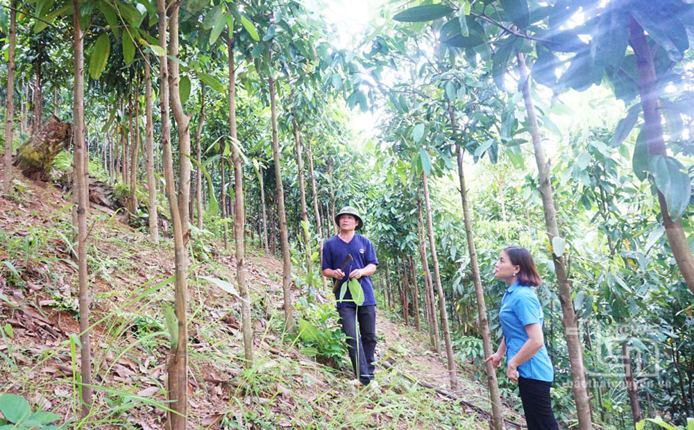 Định Hóa khai thác tiềm năng kinh tế rừng