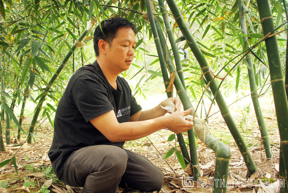 Anh Lâm Xuân Quang chiết cây giống tre Lục Trúc.