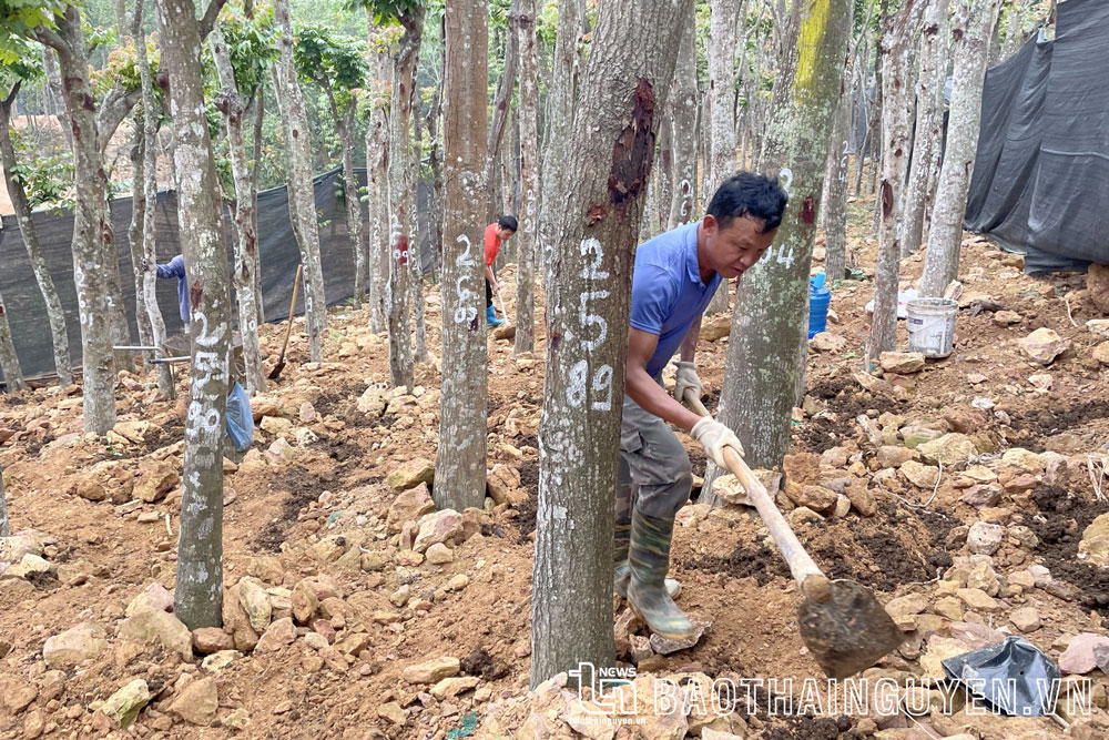 Gia đình ông Nguyễn Văn Thủy ở thị trấn Quân Chu (Đại Từ) chăm bón định kỳ cây lát hoa.