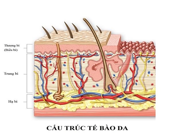 Các yếu tố môi trường bên ngoài làm ảnh hưởng nghiêm trọng đến kết cấu da