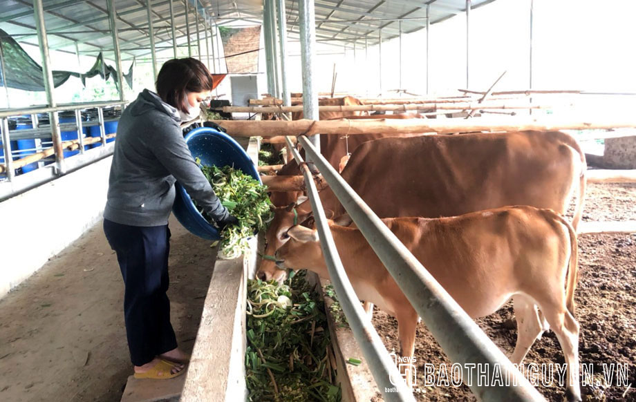 Thành viên HTX bò Mông số 11 chăm sóc bò 3B thương phẩm.