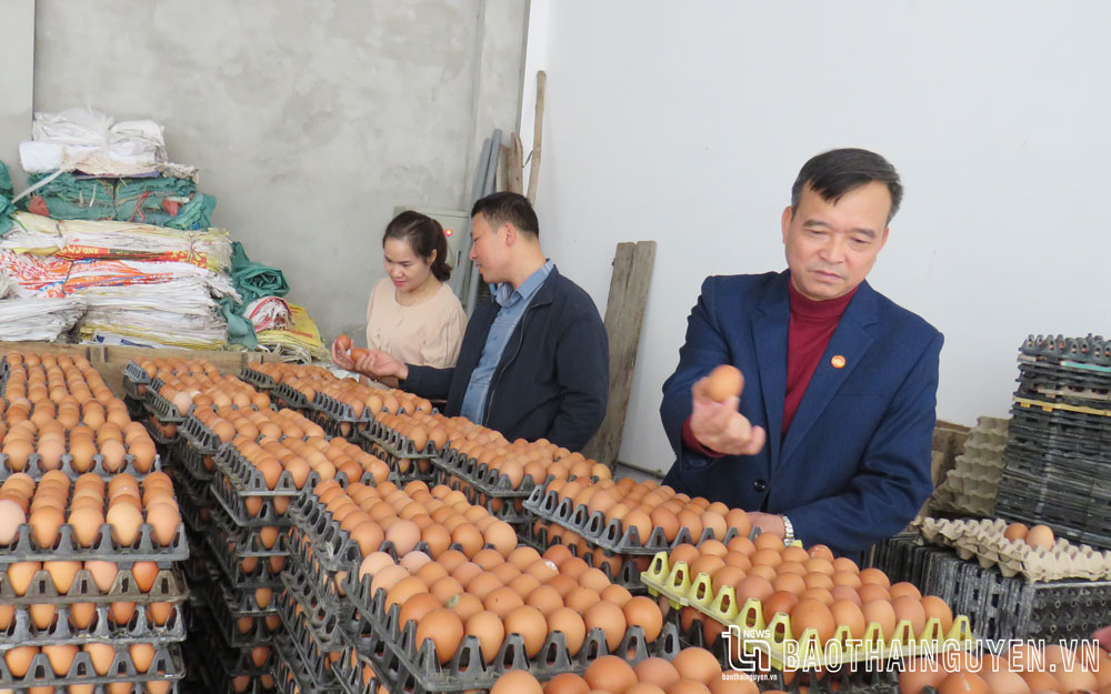 Ông Dương Văn Thiệu (ngoài cùng bên phải) bên mô hình chăn nuôi gà đẻ trứng do ông và các thành viên Hợp tác xã Chăn nuôi xóm Phẩm 2 tạo dựng.