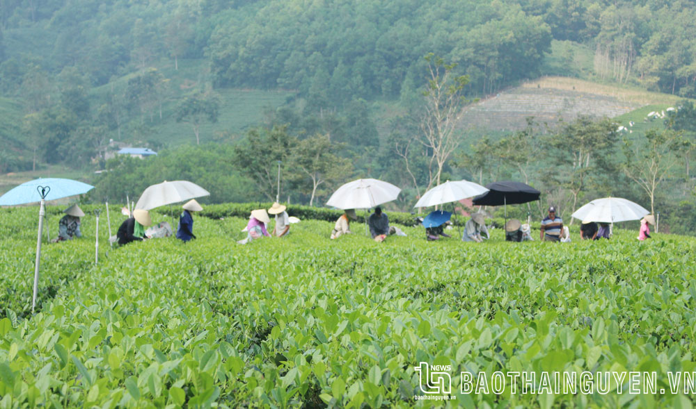 Vùng trồng chè tập trung tại xã La Bằng
