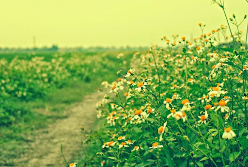 ảnh Những Bông Hoa Dại Ven đường Tải Xuống Miễn Phí ảnh margaret hoa cúc  nhỏ cảnh quan đẹp Trên Lovepik