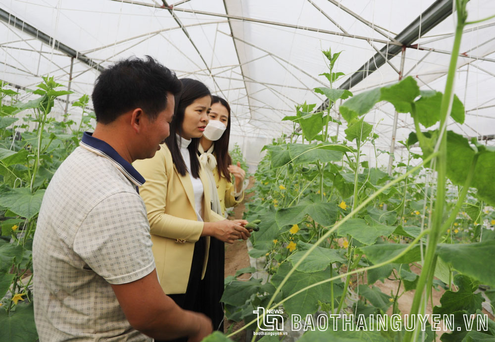 Nhà lưới sản xuất nông nghiệp an toàn của gia đình chị Đỗ Thị Sang ở xóm La Cảnh 1 (xã Bá Xuyên) là một trong những mô hình phát triển nông nghiệp ứng dụng công nghệ cao của TP. Sông Công.