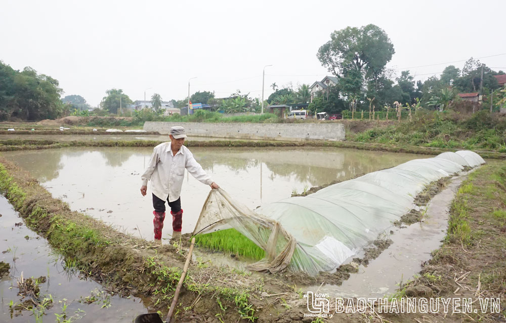 Ông Nguyễn Đức Đua, ở tổ dân phố Phú Thái, phường Lương Sơn (TP. Sông Công), kiểm tra diện tích mạ đã gieo trước Tết Nguyên đán.
