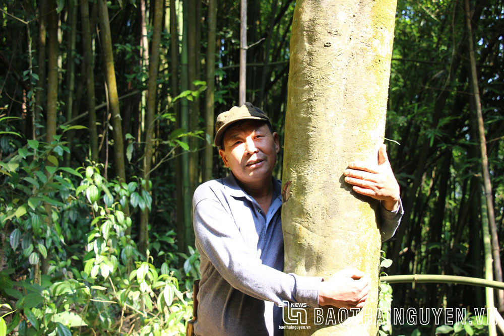 Theo ông Nguyễn Văn Thụy, cây chè cổ này khoảng 300 năm tuổi, là một trong những cây chè to, cao nhất trên núi Bóng.