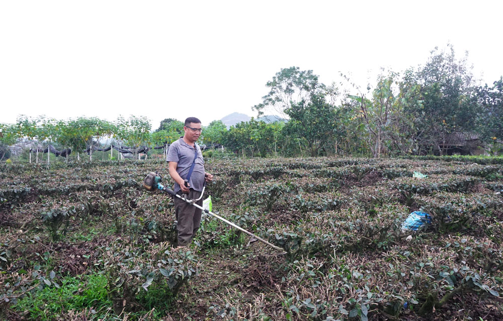 Người dân xã Tân Cương (TP. Thái Nguyên) dọn dẹp vệ sinh nương chè để tạo độ thông thoáng, hạn chế sâu bệnh.