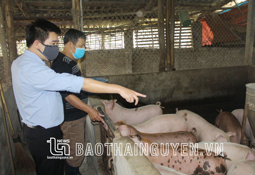 Ngoài che chắn chuồng trại, các hộ chăn nuôi ở xã Tân Linh (Đại Từ) còn đặc biệt chú trọng đến chế độ dinh dưỡng nhằm tăng sức đề kháng cho đàn vật nuôi trong giá rét.