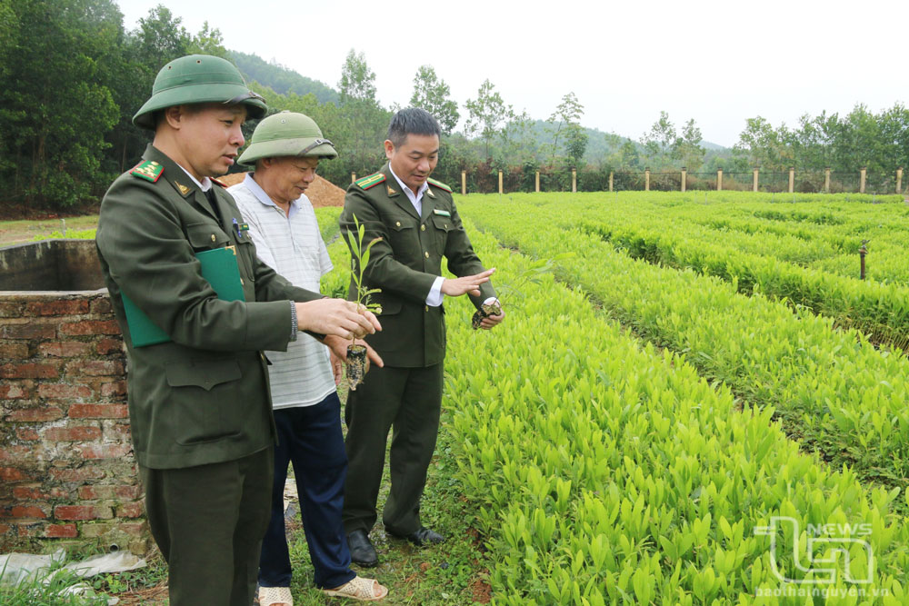 Cán bộ Hạt Kiểm lâm Phú Lương kiểm tra một cơ sở sản xuất giống cây lâm nghiệp tại xã Động Đạt. Ảnh: T.L