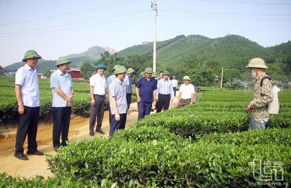Đồng chí Phạm Hoàng Sơn, Phó Bí thư Thường trực Tỉnh ủy, Chủ tịch HĐND tỉnh và các đại biểu kiểm tra tình hình sản xuất nông nghiệp tại xã Nam Hòa (Đồng Hỷ).