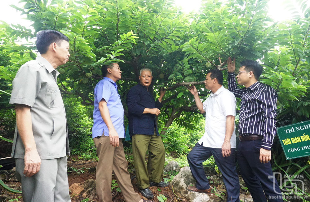 Mô hình trồng na rải vụ ở xã Phú Thượng (Võ Nhai) cho thu lãi trên 266 triệu đồng/ha.