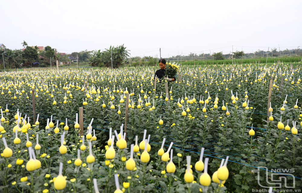 Người dân phường Cam Giá thu hoạch hoa cúc.