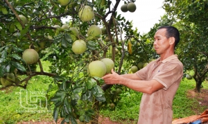 Phú Bình: Phấn đấu tăng diện trích trồng bưởi lên 240ha 