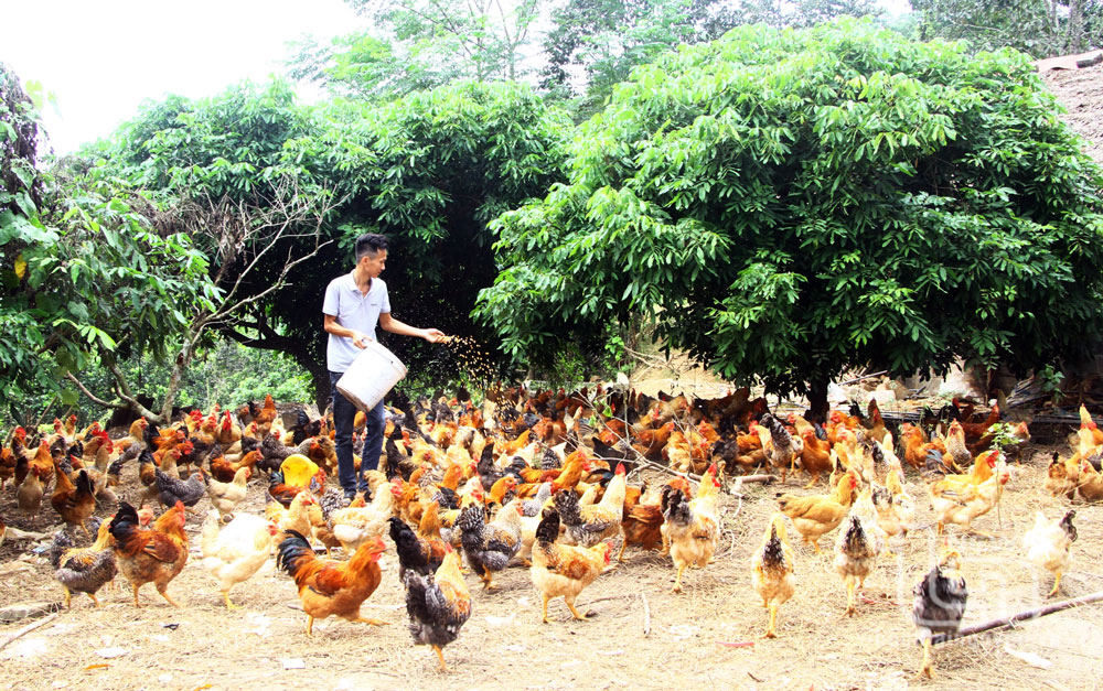 HTX nông nghiệp Tiên Phong, xã Yên Trạch (Phú Lương) hiện đang chăn nuôi gà theo hướng hữu cơ, trung bình mỗi lứa nuôi gần 1.000 con.