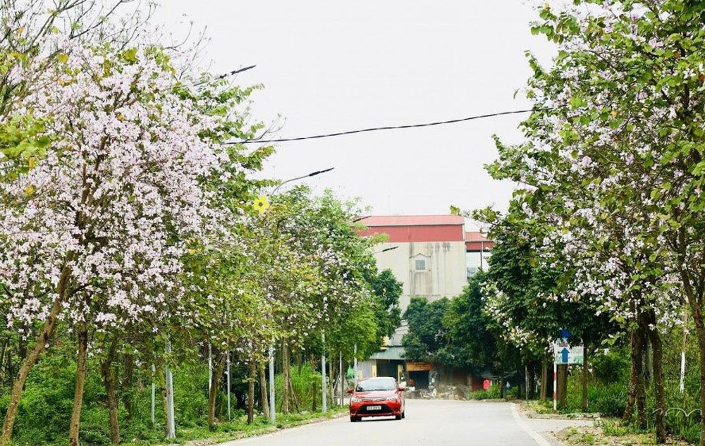 Phong cảnh làng quê xã Yên Mỹ.