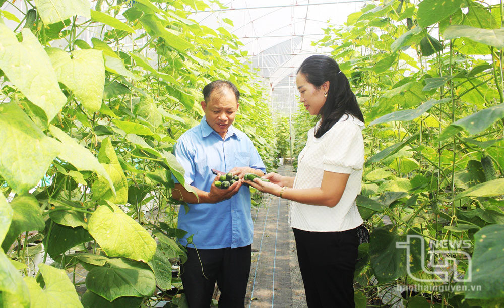 Mô hình trồng dưa trong nhà lưới của HTX chăn nuôi xanh, ở phường Lương Sơn (TP. Sông Công) đạt hiệu quả kinh tế cao, với mức thu nhập 