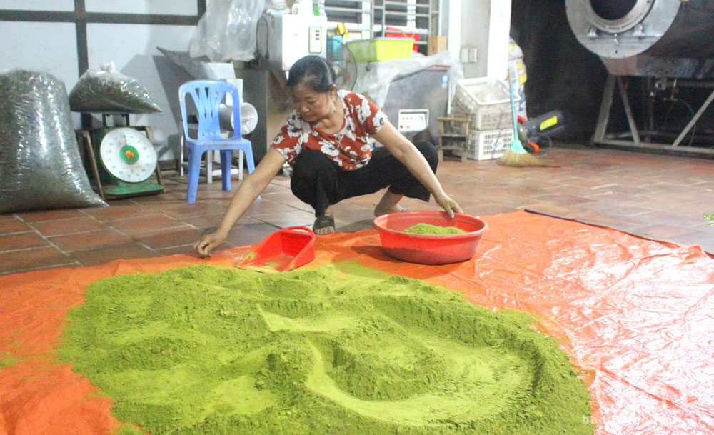 Gia đình bà Mai Thị Ánh là hộ tiên phong trong sản xuất bột trà xanh ở Tân Cương.