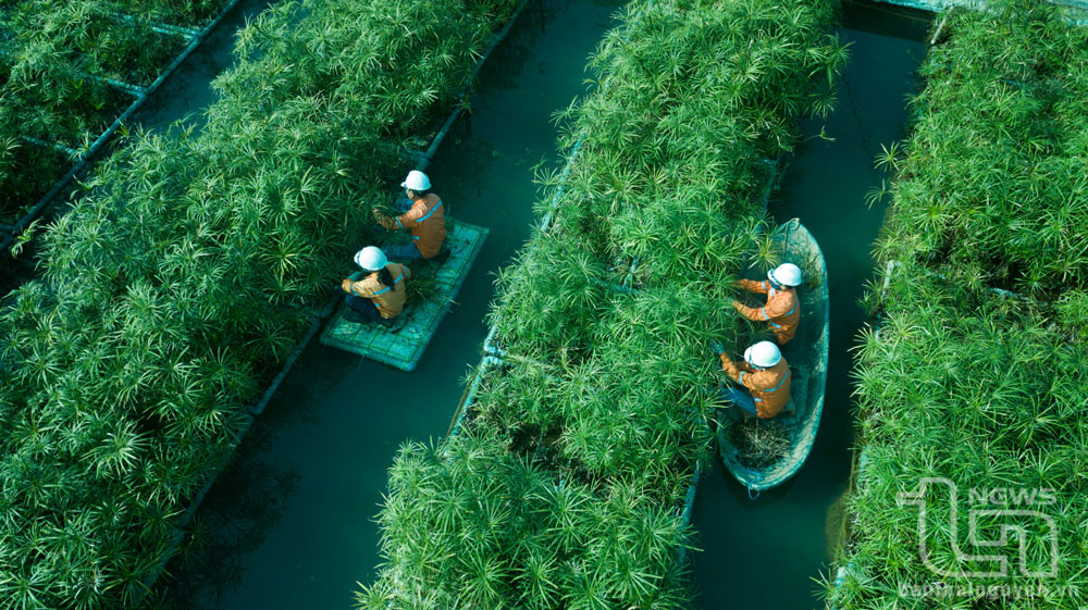 Khu vực bãi lọc sinh học của Công ty TNHH Khai thác và chế biến khoáng sản Núi Pháo. Ảnh: Thúy Quỳnh