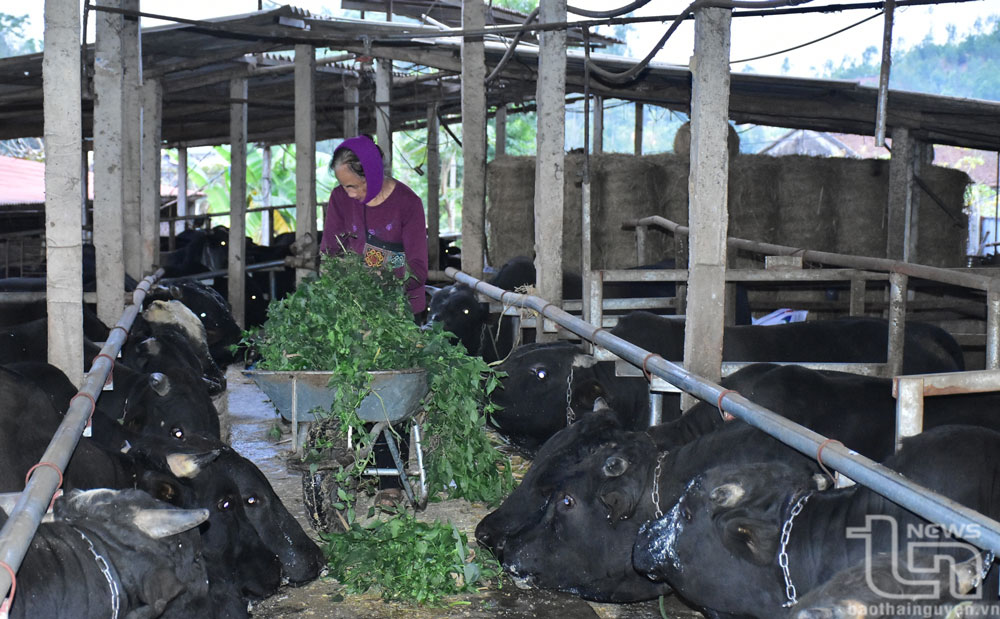 Mô hình chăn nuôi bò thịt tuần hoàn của gia đình anh Dương Văn Hồng (ở xóm Phú Xuân, xã Nga My, Phú Bình) mang lại hiệu quả kinh tế cao, đang được nhân rộng.