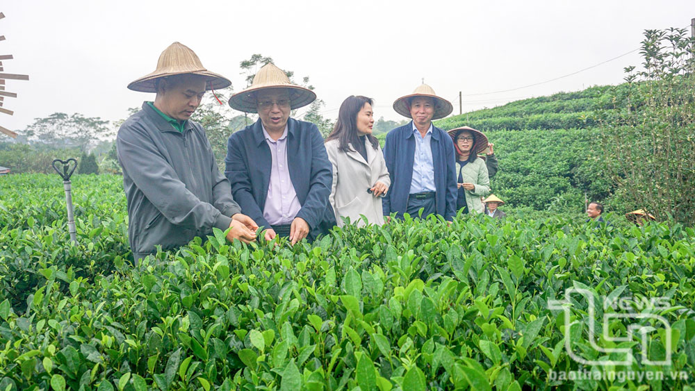 Lãnh đạo Bộ Nông nghiệp và PTNT, Sở Nông nghiệp và PTNT tỉnh Thái Nguyên, kiểm tra thực tế tại vùng chè Tân Cương (TP. Thái Nguyên).