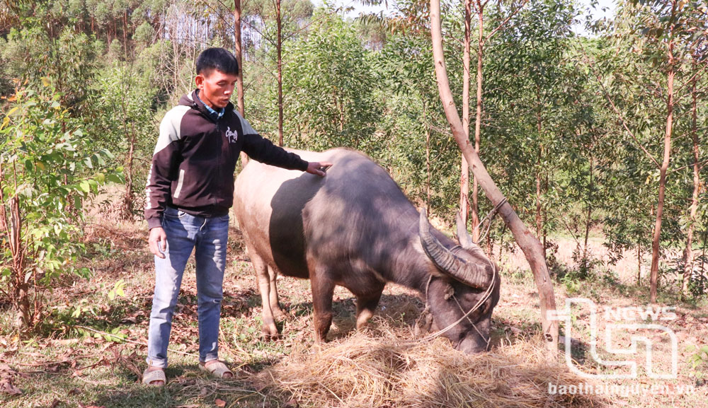 Việc giảm lãi suất giúp các trường hợp vay vốn giảm bớt khó khăn, tập trung phát triển kinh tế. Trong ảnh: Gia đình anh Liểu Văn Quyền, hộ cận nghèo xóm Suối Lửa xã Tân Thành (Phú Bình) là một trong số các hộ được giảm lãi suất của chương trình.