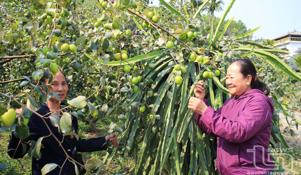 Vườn táo ngọt của gia đình bà Phạm Thị Mai (bên phải, ở tổ dân phố Văn Hữu, thị trấn Hóa Thượng, Đồng Hỷ) mỗi năm cho thu nhập trên 60 triệu đồng.