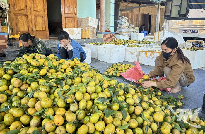 Mở hướng phát triển kinh tế ở vùng khó
