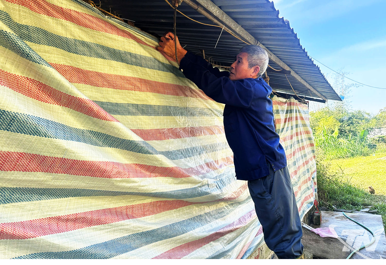 Hộ chăn nuôi ở xã Tân Cương tiến hành che chắn chuồng trại để chống rét cho đàn vật nuôi.