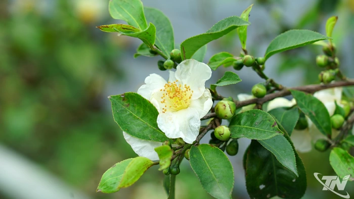 Những 'hộ pháp' của chè Trung du