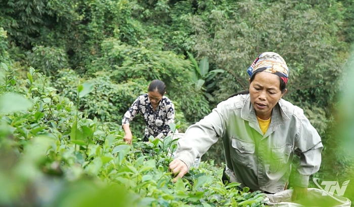 Thương nhớ vị chè đông sao suốt