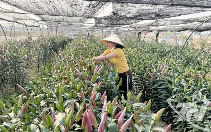 Định hướng sản xuất, nâng giá trị cây trồng