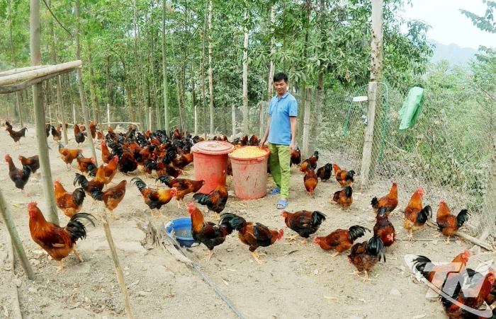 Dựng nghiệp trên núi Mạ Cao