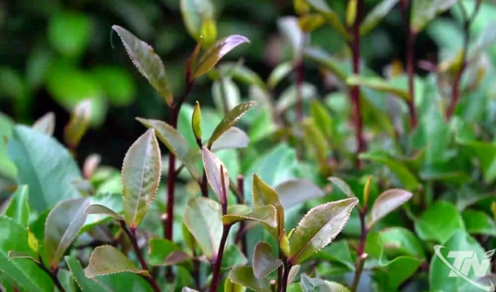 Khe Cốc - vùng chè đặc biệt giữa núi đồi Vô Tranh