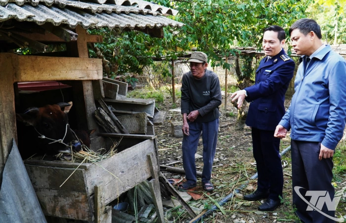 Kiểm tra công tác phòng, chống đói rét trên đàn vật nuôi