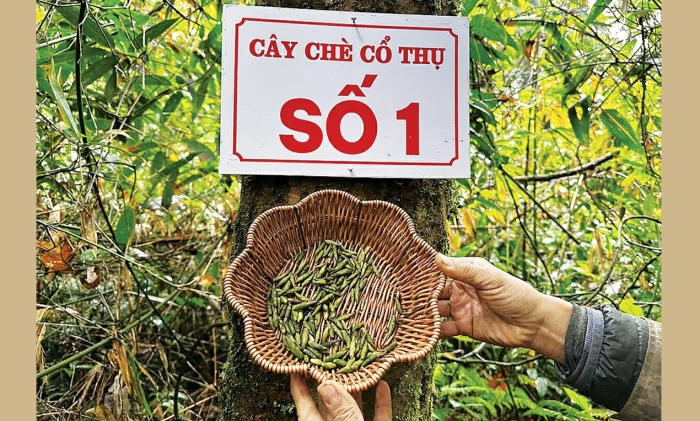 Khi những gốc chè trăm năm được 'gọi tên'