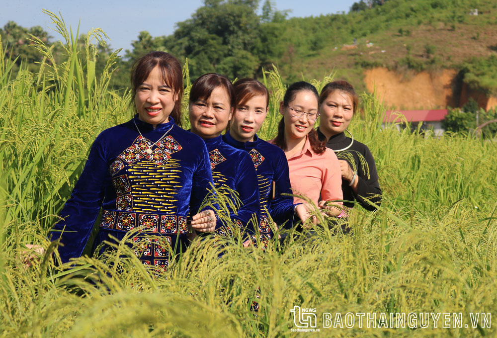 Năm 2022, huyện Định Hóa đạt sản lượng lương thực có hạt gần 52.000 tấn, trong đó thóc đạt gần 48.000 tấn.