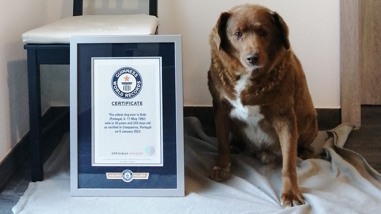 Danh hiệu chó cao tuổi nhất thế giới đã được trao cho Bobi, thuộc giống chó Rafeiro do Alentejo thuần chủng. Ảnh: kens5.com