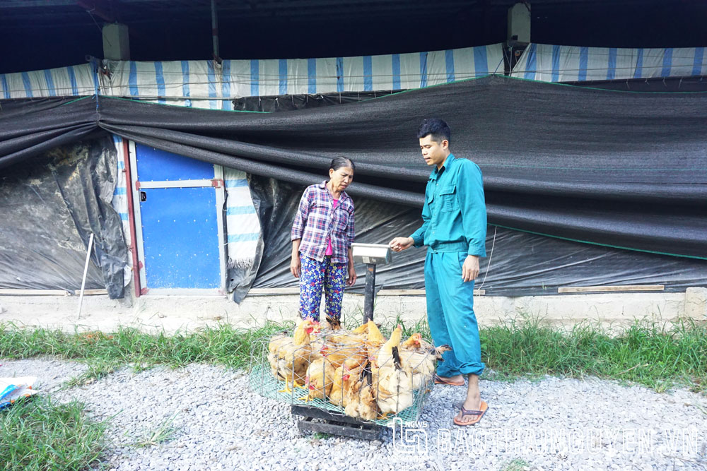Sau khi xuất bán nốt lứa gà thịt cho khách, gia đình anh Lương Văn Long, ở xóm Quyên, xã Phú Xuyên (Đại Từ), sẽ bắt tay vào dọn dẹp chuồng trại để nuôi lứa mới.