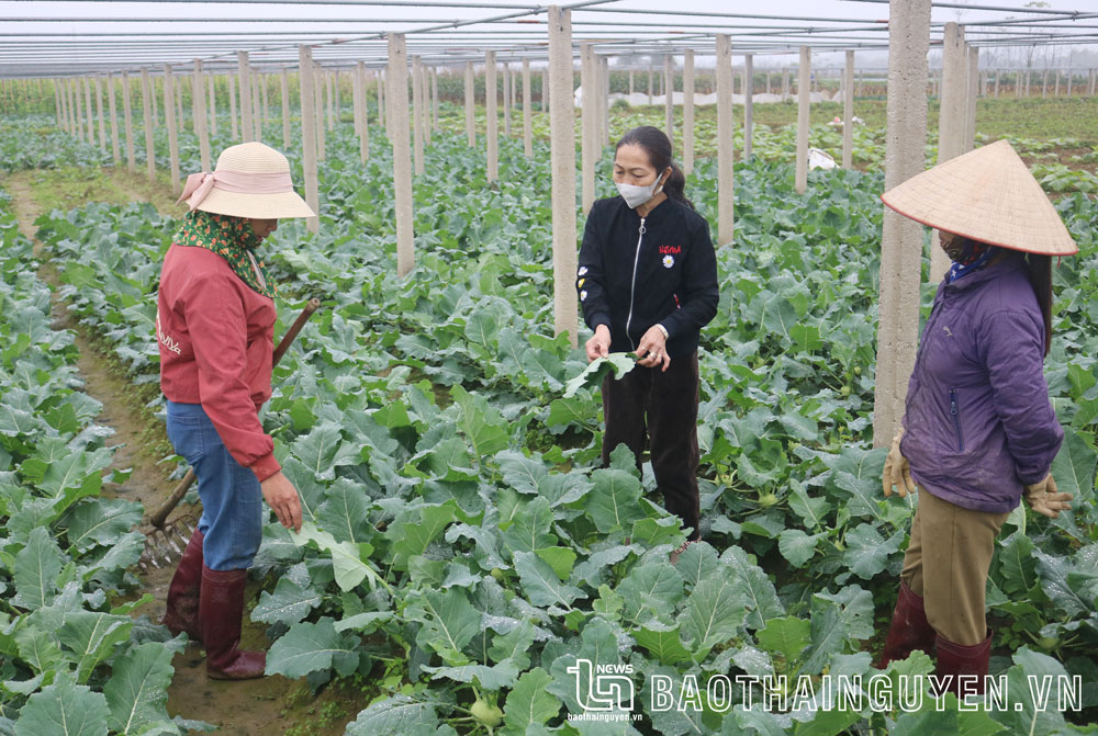 Nông dân xã Huống Thượng (TP. Thái Nguyên) chia sẻ kinh nghiệm trồng rau an toàn.
