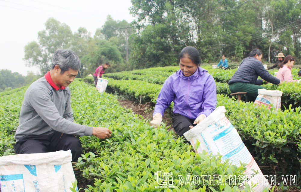 Chè hiện là cây trồng chủ lực, đem lại thu nhập ổn định cho nhiều hộ dân ở xã Phú Thịnh.