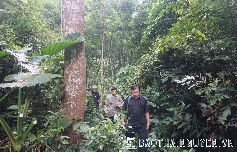 Cán bộ Ban Quản lý rừng đặc dụng, phòng hộ tỉnh tuần tra rừng tại xã Sảng Mộc (Võ Nhai).