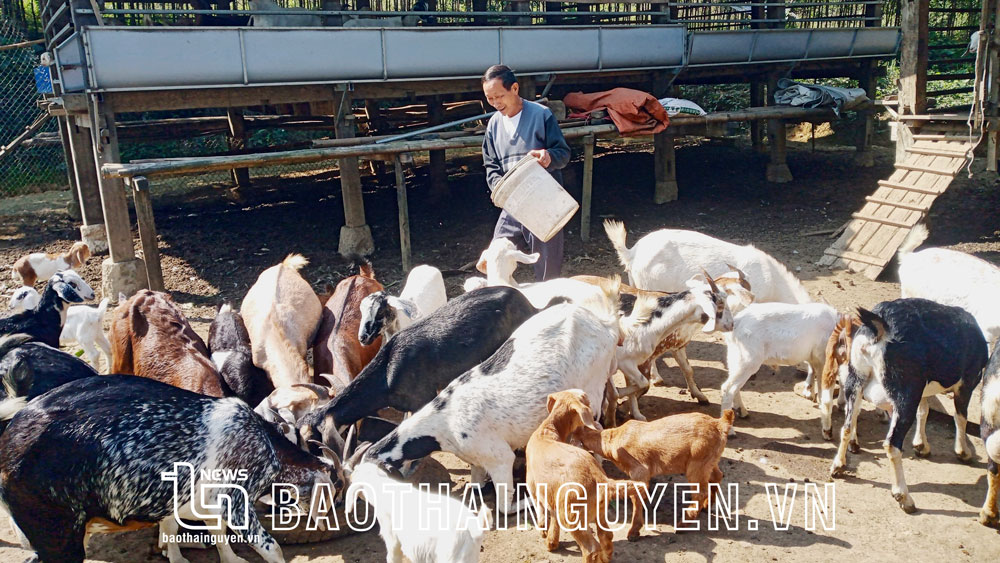 HTX Thương mại và dịch vụ Tân Long tại xóm Đồng Mây, xã Tân Long có 11 thành viên, chủ yếu là bà con dân tộc Nùng. HTX hoạt động trong các lĩnh vực chính là kinh doanh dê giống và các sản phẩm từ dê.