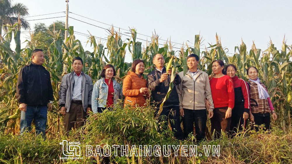 Cán bộ, hội viên Hội Nông dân phường Lương Sơn (TP. Sông Công) chia sẻ kinh nghiệm trồng ngô giống mới.