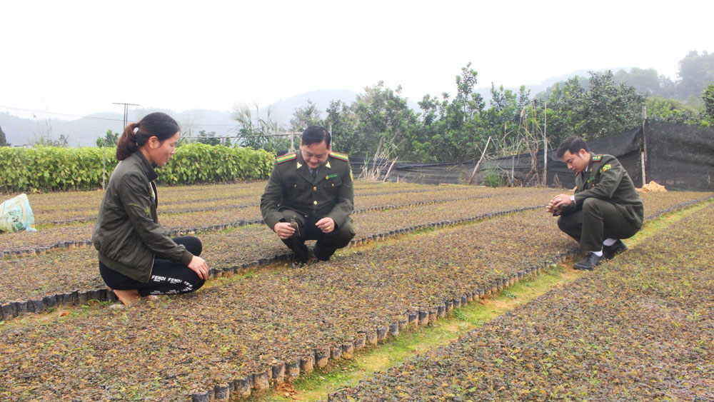 Cán bộ Hạt Kiểm lâm huyện Đại Từ kiểm tra chất lượng vườn ươm cây giống trên địa bàn.