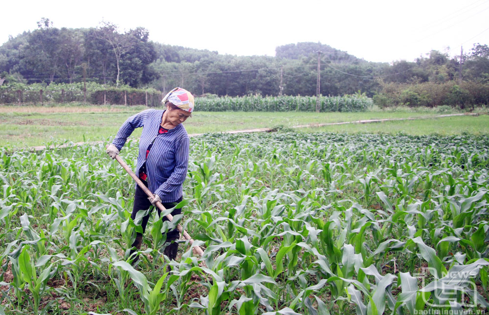 Gia đình bà Nguyễn Thị Bình, ở xóm Long Giàn, xã Khe Mo (Đồng Hỷ), trồng 2 vụ ngô kèm khoai lang trên đất lúa kém hiệu quả, góp phần nâng cao giá trị sử dụng đất.