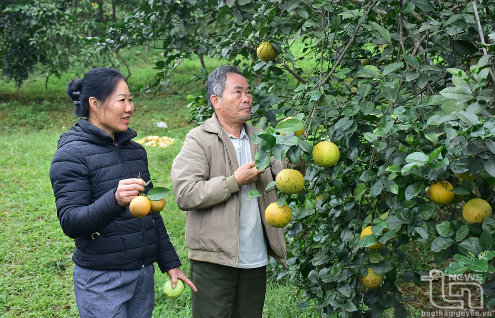 Với 3ha cam, mỗi năm gia đình ông Nguyễn Duy Hòa thu khoảng 30 tấn quả, lãi hàng trăm triệu đồng.