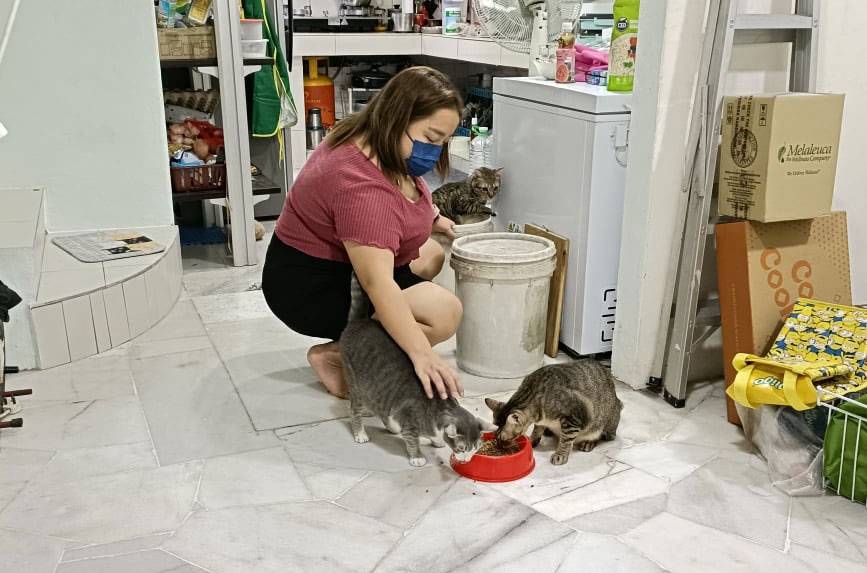 Một bảo mẫu đang cho mèo ăn vì chủ nhà phải về quê. Ảnh: Metro