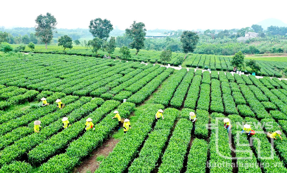 普安市福顺茶区