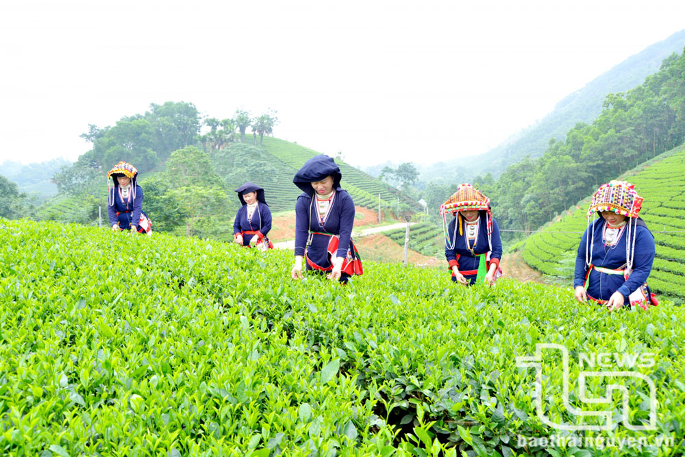 大慈县富川乡瑶族 同胞采摘茶叶